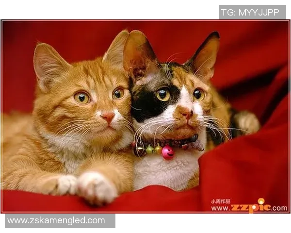 足球明星与他们的猫咪们的可爱生活大盘点